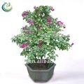 bonsai bougainvilleas