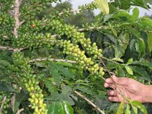 Mandehing Green Coffee Beans