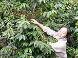 China Yunnan gongshan she green coffee bean special platce 10KG bag