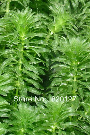 1400 Seeds 14 Es Aquarium Aquatic Plants 100seeds 200pcs Hydrilla Verticillata Seeds Aquatic Aquarium Water Gr Plants 200 Pcs Lot