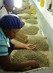 Jamaica Blue Mountain coffee beans