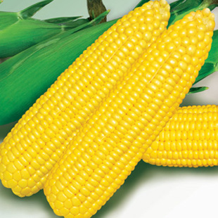 glutinous corn seed price