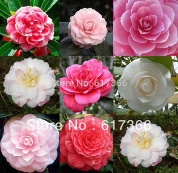 Wholesale - -100 MIXED DOUBLE CAMELLIA IMPATIENS Balsamina Flower Seeds 8 colors SKU30