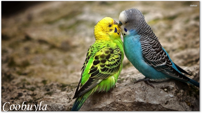 compare prices on parakeets for sale online shopping buy compare prices on parakeets for sale online shopping buy