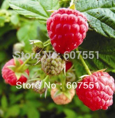 Купить Экстракт 1уп 100% чистую природу Малина Кетоны малины 500 мг x ...