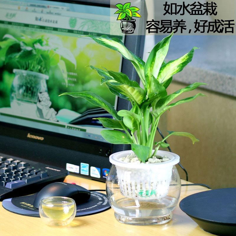 water bonsai indoor small desktop plants bonsai set water bonsai indoor small desktop plants bonsai set