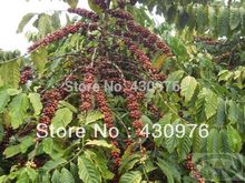 Vietnam coffee bean wholesalers raw green bean 18size natured 1kg bag 