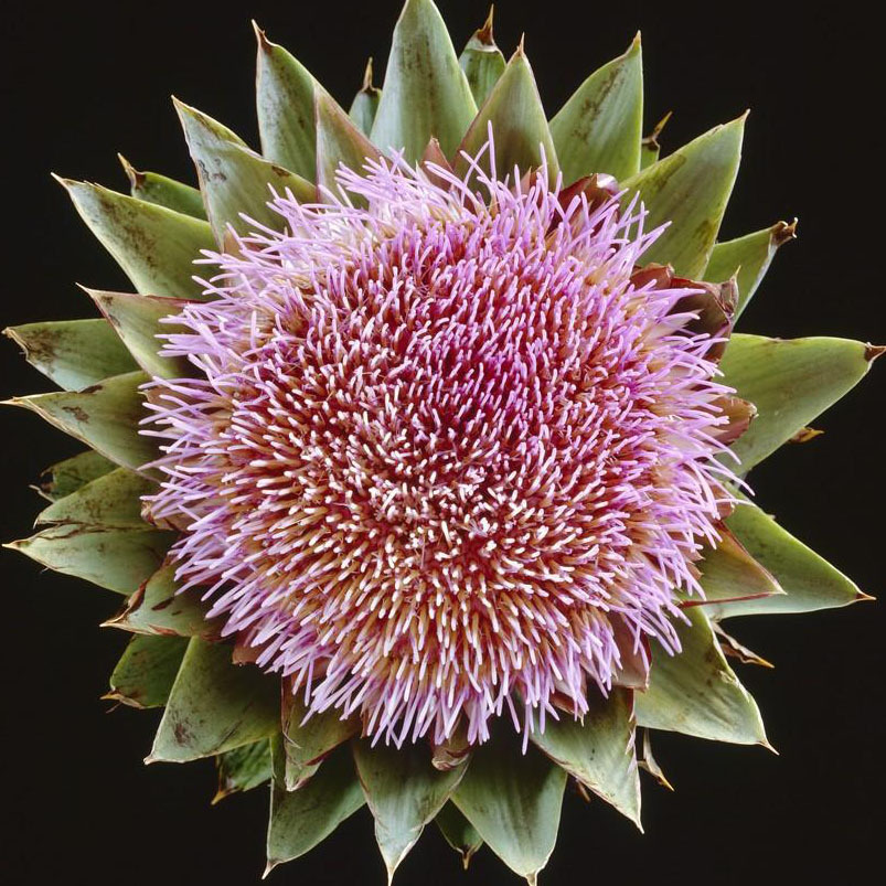 artichoke seeds planting