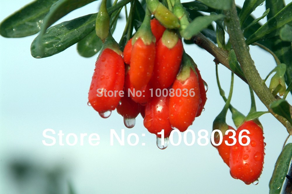 Best,Gojiberry,1kg organic dried goji berry,Berry for weight loss ...