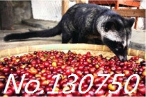 Kopi Luwak Coffee civets Kopi Luwak specialty Coffee Beans to false a compensate ten 100g