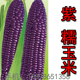 blue corn seeds reviews