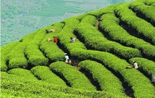 100g West lake longjing tea packaging bag Green Tea Chinese Dragon Well Tea for health care