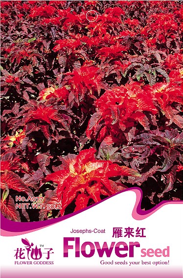 Товары для дома Flower Goddess love/lies/bleeding, 50 , Amaranthus A077 карликовое дерево flower goddess 3 nutate 50 a101