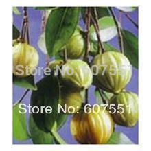 Exactly What Is Garcinia Cambogia Extracts - CodeMink | CodeMink