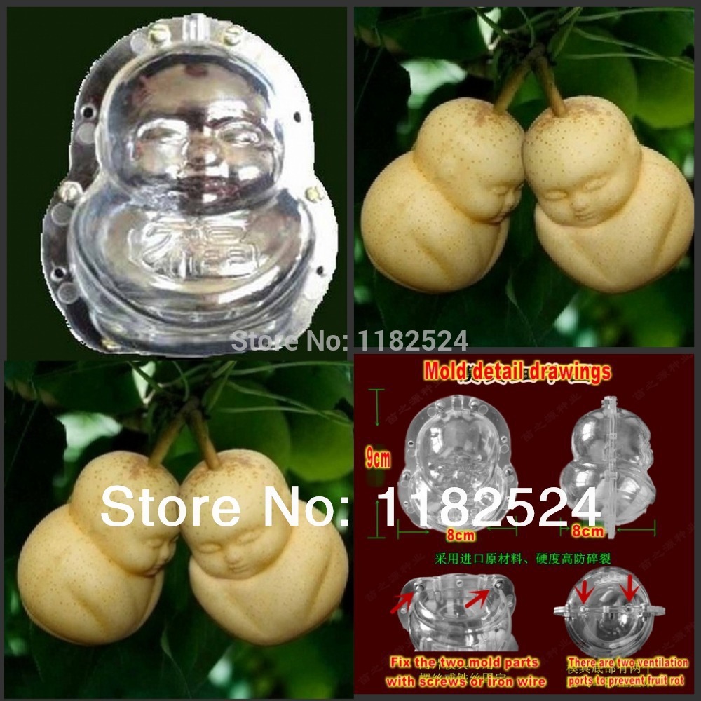 Baby Ginseng Fruit Baby Ginseng Fruit