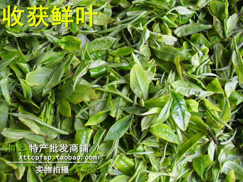 Free shipping new tea China Hunan Yueyang authentic Junshan Yinzhen Organic Food 50 g cans