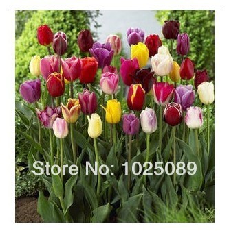 VENTA DE TULIPANES venta de tulipanes: