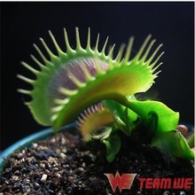 10 seeds clip flytrap plant eating insects eat meat Cordyceps