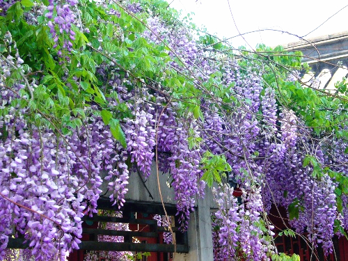 lavender flowering vines Chinese potted FLOWER Purple Wisteria SEED Garden seed POT Vine FLOWER