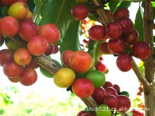 Free shipping Yunnan arabica coffee 1100M 1500M AAA green coffee more than 18 projects 454g wholesale