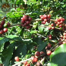 Green coffee beans organic coffea arabica beans black coffee free shipping
