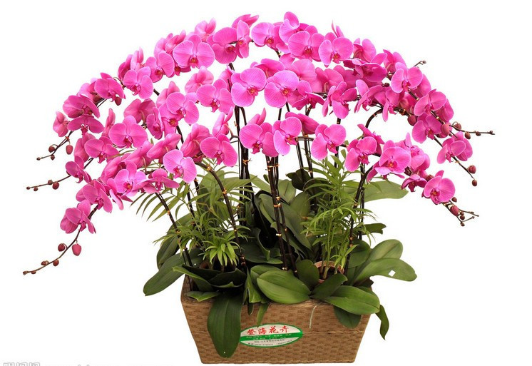 Lots Mixed Colors Phalaenopsis Seeds Bonsai Balcony Flower Rose Seeds