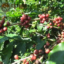 Free Shipping Yunnan arabica coffee beans shallow baking 50 g bag sample sack