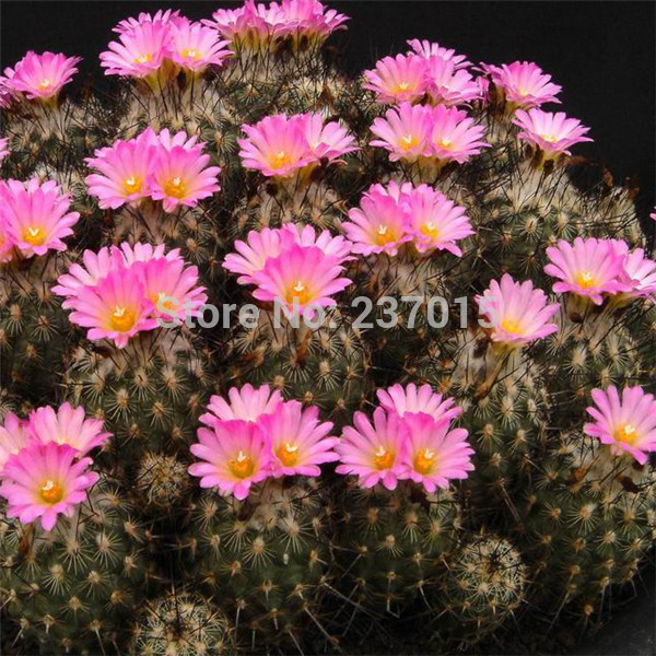 100-pcs-mistura-de-flor-do-cacto-cor-pla