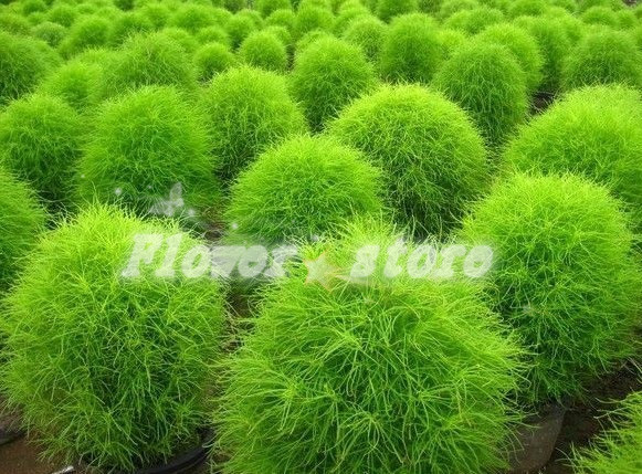 Kochia scoparia samen 100 samen park zierpflanzen große laterne