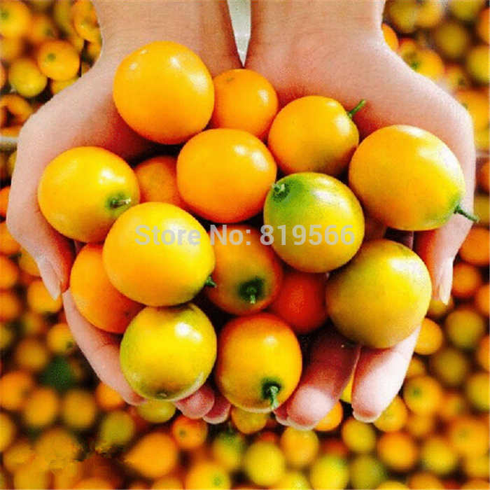 real chinese kumquats fruit seeds 100pcs jinju sementes home bonsai vc