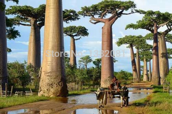 100 Genuine 10 pieces of high quality rare baobab seeds tropical plant garden seeds free shipping