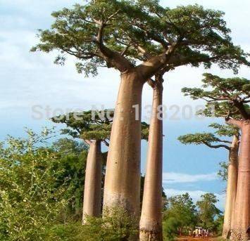100 Genuine 10 pieces of high quality rare baobab seeds tropical plant garden seeds free shipping