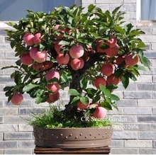 Trial product Bonsai Apple Tree Seeds 30 Pcs apple seeds (used wet sand sprouting )fruit bonsai garden in flower pots planters