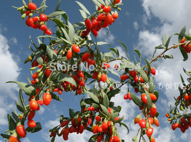 Organic Dried Goji Berries 500g Medlar 2 Bags 250g Goji Berry Chinese Ningxia Medlar Herbal Tea