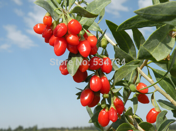 2014Yr 100 Original 100g wolfberry Top Grade Newest Chinese goji berries goji berry goji Herbal Tea