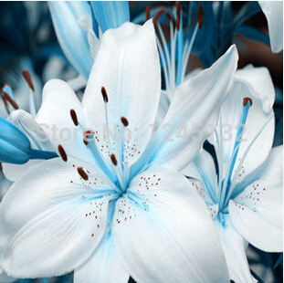 50 pcs bag Lily seeds cheap perfume lily seeds mixing different varieties