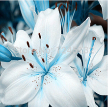 50 pcs bag Lily seeds cheap perfume lily seeds mixing different varieties