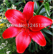 50 pcs bag Lily seeds cheap perfume lily seeds mixing different varieties