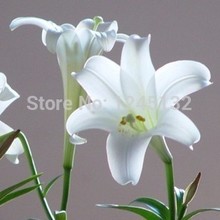 50 pcs bag Lily seeds cheap perfume lily seeds mixing different varieties