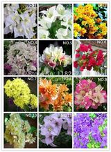 AliExpress |Free Shipping 100pcs 20 Colors Bougainvillea spectabilis Willd Seeds bonsai flower plant seeds