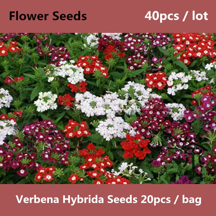 VERBENA HIBRIDO verbena hibrido: