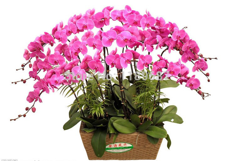 2-tipo-semillas-de-flores-100-unidades-s