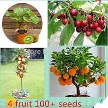4 kind fruit  ,bonsai fruit  tree seeds ,vegetable and fruit seeds  total 100+ seeds