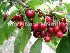 4 kind fruit bonsai fruit tree seeds vegetable and fruit seeds total 100 seeds