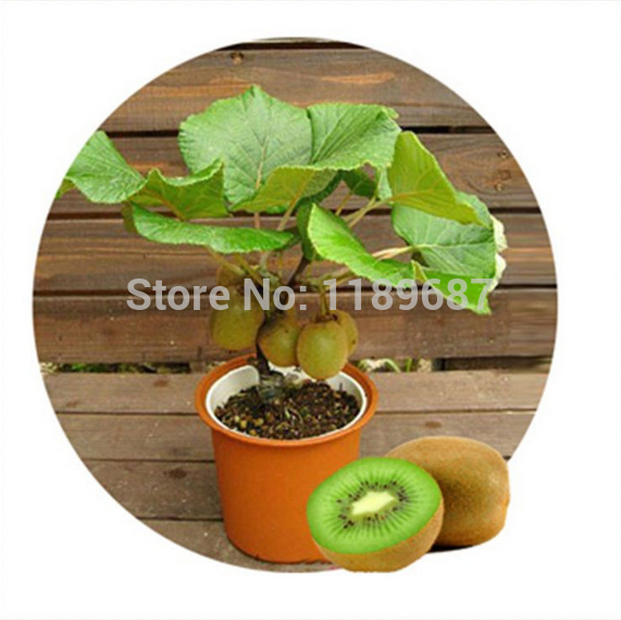 4 kind fruit bonsai fruit tree seeds vegetable and fruit seeds total 100 seeds