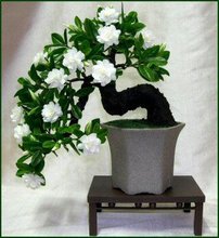 100 Gardenia Seeds (Cape Jasmine )-DIY Home Garden Potted Bonsai, amazing smell & beautiful flowers, Free Shipping