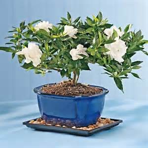 100 Gardenia Seeds Cape Jasmine DIY Home Garden Potted Bonsai amazing smell beautiful flowers Free Shipping