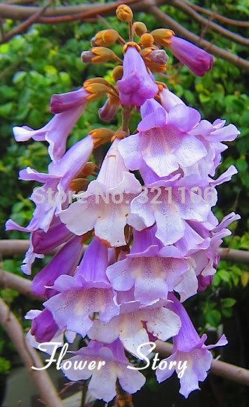 Free Shipping 25 Paulownia Seeds Princess Tree or Royal Empress Tree provide shade fragrant fast growing