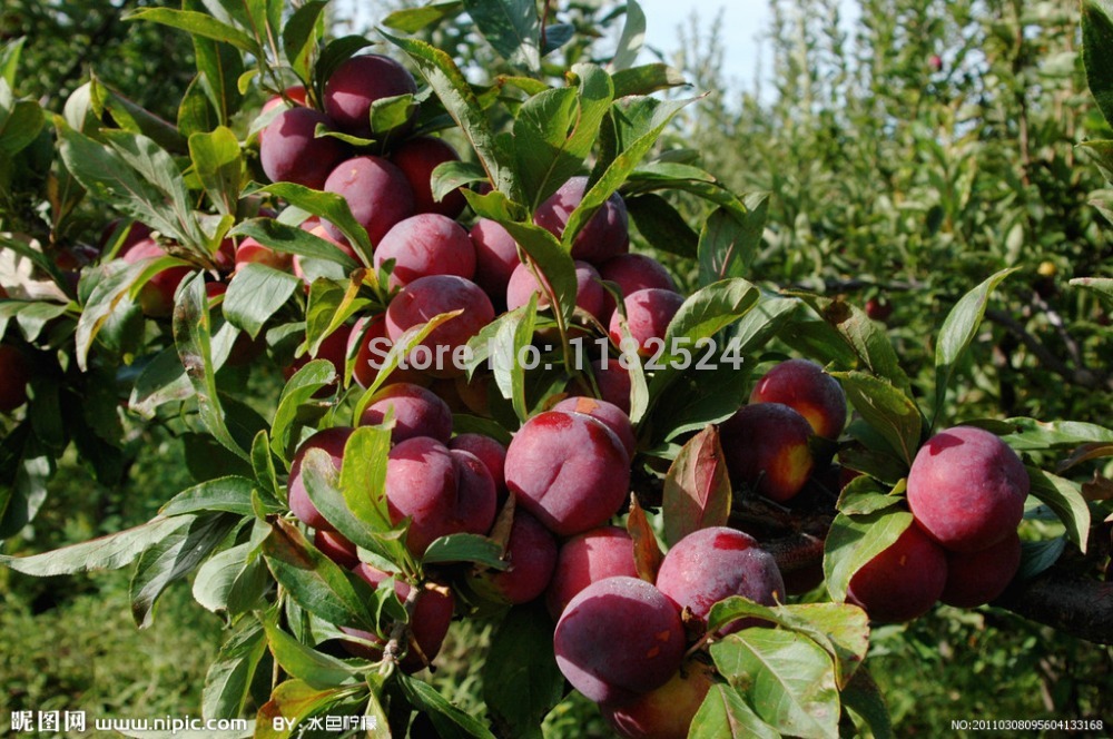 Купить 10 семян - Китайская вкусный большой круглой сливы плодовых ...