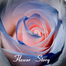 Free shipping  20 Blue and Pink Rose Seeds ,rare color ,rich aroma, DIY Home Garden Rose Plant